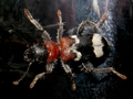 Thanasimus formicarius